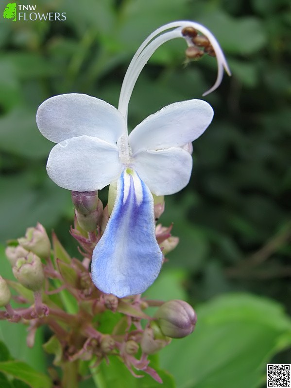 Blue Fountain Bush